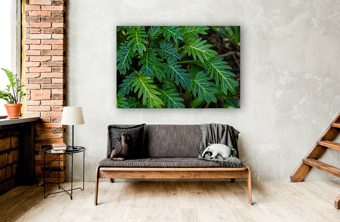 Small Philodendron Cluster Reproduction