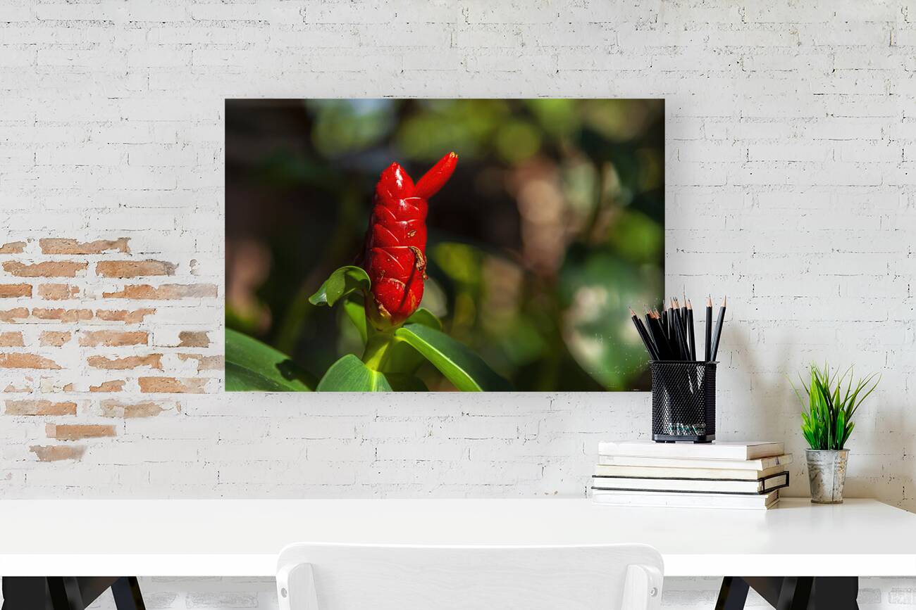 Spiral Ginger Reproduction