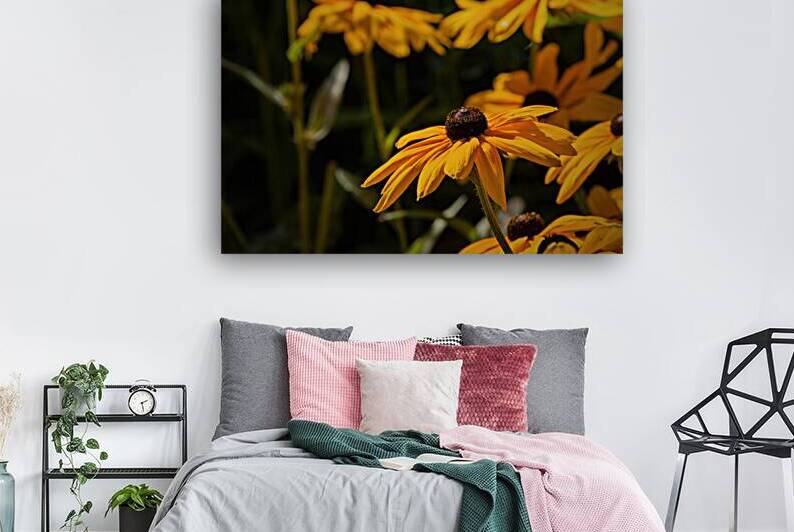 Black Eyed Susan by Jerry Clement
