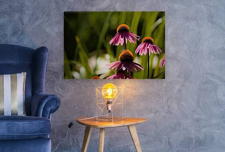 Echinacea by Jerry Clement