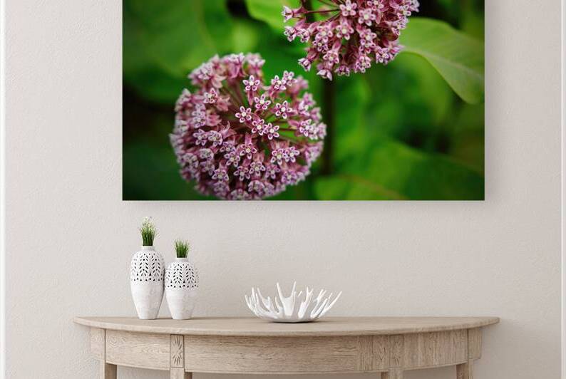 Milkweed by Jerry Clement