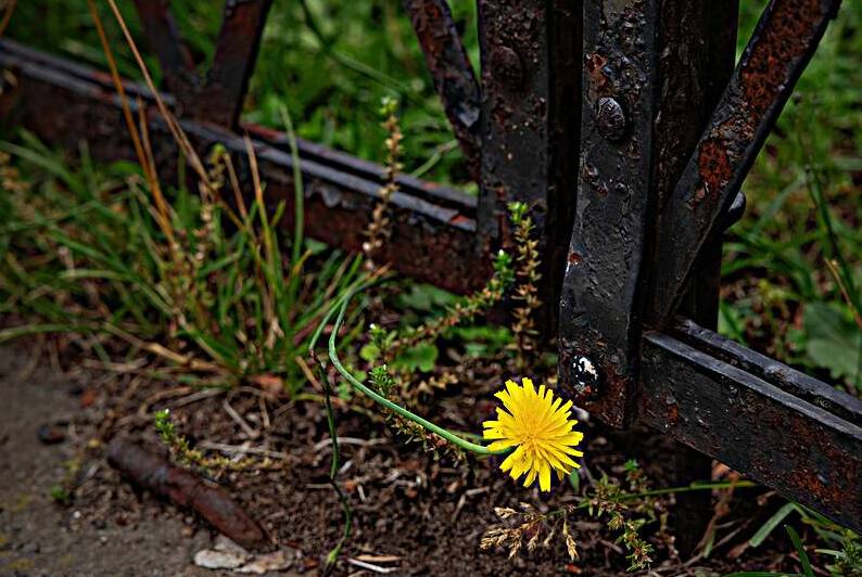 Survival by Jerry Clement