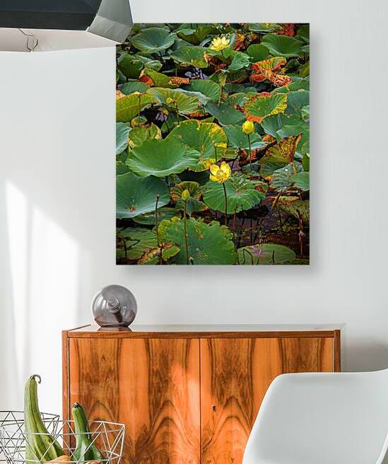 Water Lilies with Yellow Flowers by Jerry Clement