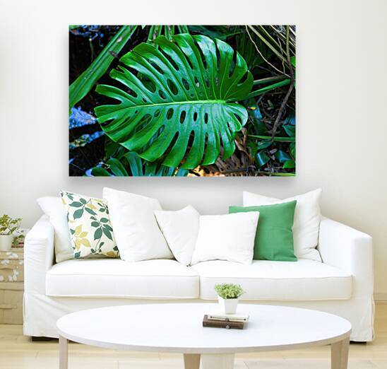 Split Leaf Philodendron by Jerry Clement