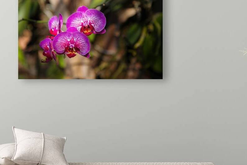 Magenta Orchid Blooms by Jerry Clement