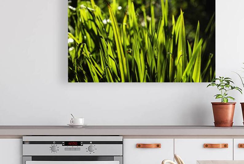 Backlit Grasses by Jerry Clement