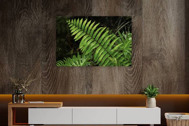 Resurrection Fern in the Rain by Jerry Clement