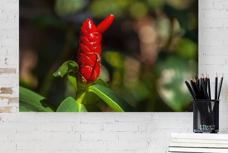 Spiral Ginger by Jerry Clement