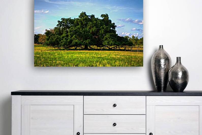 Ancient Live Oak by Jerry Clement