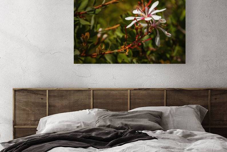 Tarflower by Jerry Clement