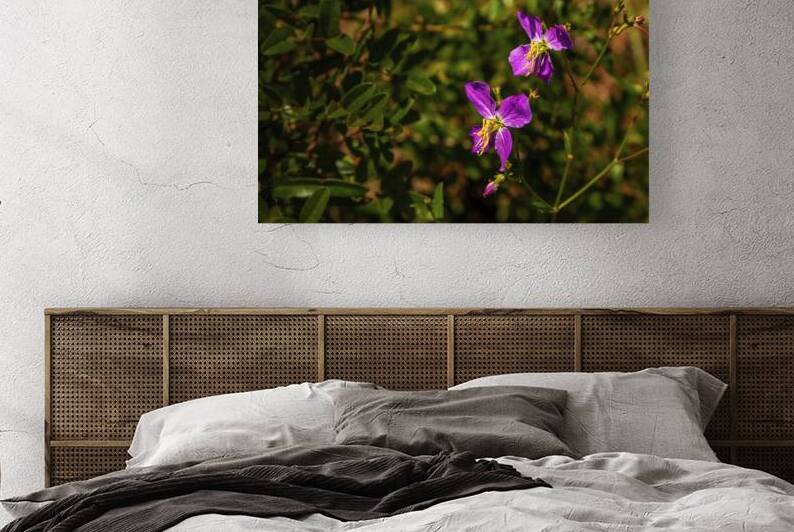 Meadow Beauty by Jerry Clement