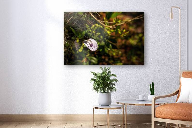 Butterfly Pea by Jerry Clement