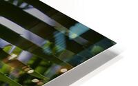 Palm Frond Backlit HD Metal print