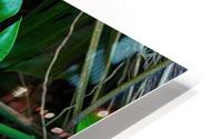 Split Leaf Philodendron HD Metal print