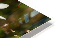 Tarflower HD Metal print