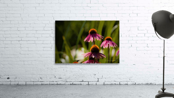 Echinacea Wall Preview