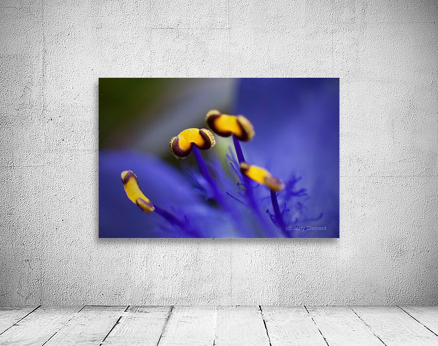Spider Wort Wall Preview