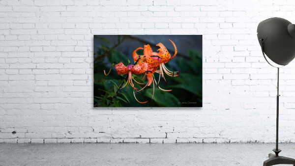 Tiger Lilies Wall Preview