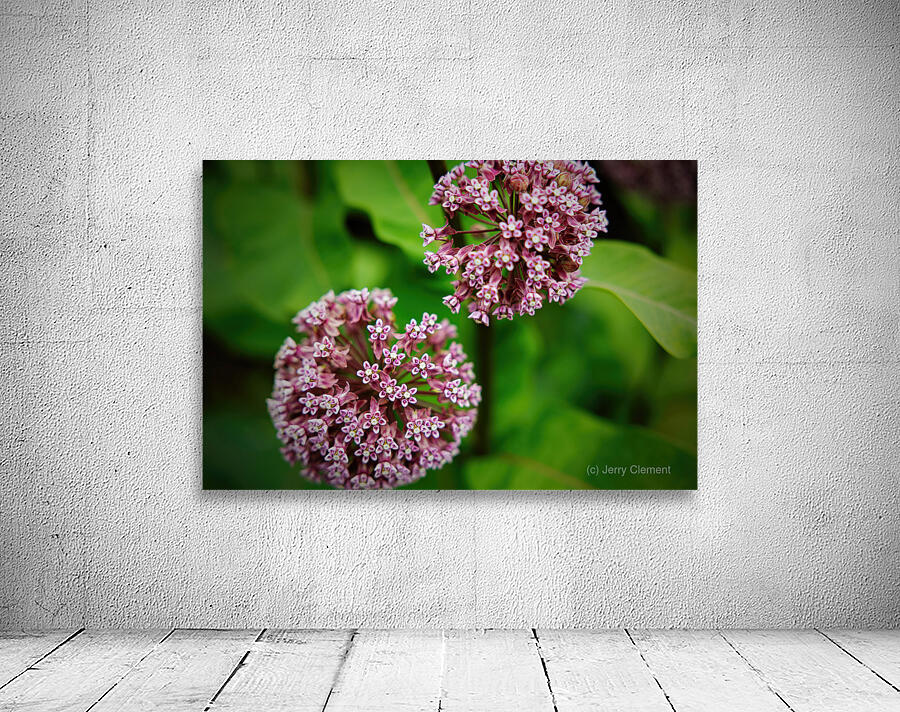 Milkweed Wall Preview