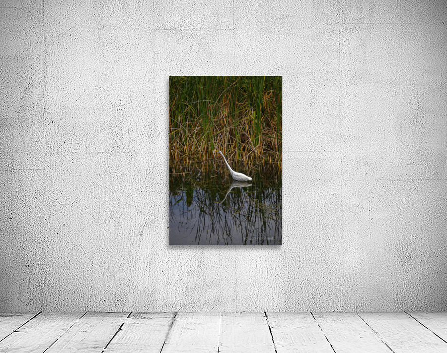 White Egret with Reflection Wall Preview