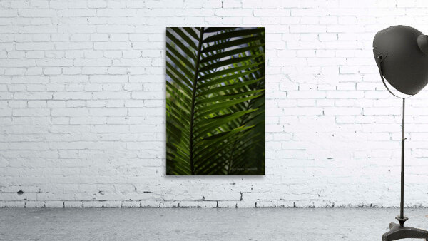 Palm Frond Backlit Wall Preview