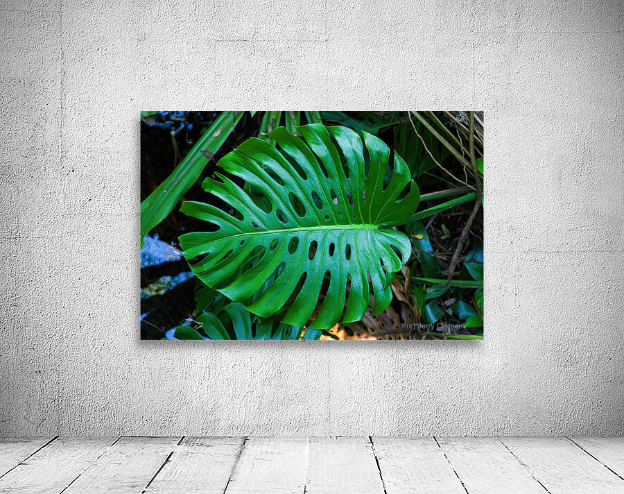 Split Leaf Philodendron Wall Preview