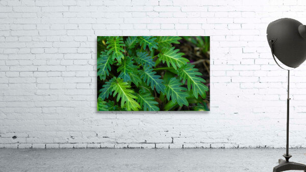 Small Philodendron Cluster Wall Preview