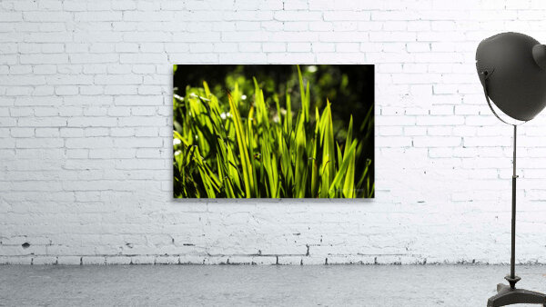 Backlit Grasses Wall Preview