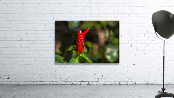 Spiral Ginger Wall Preview
