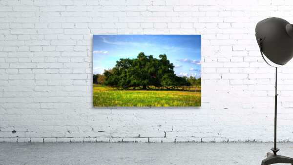 Ancient Live Oak Wall Preview
