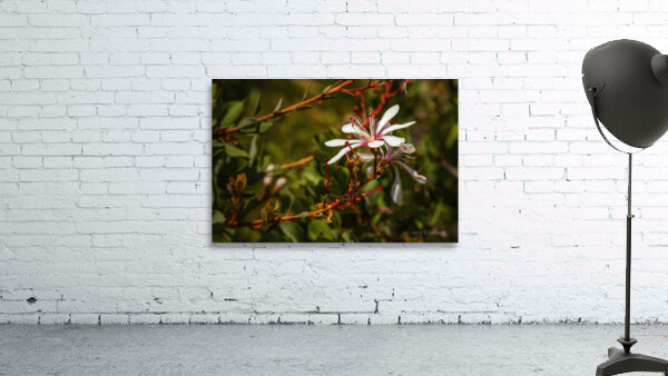 Tarflower Wall Preview