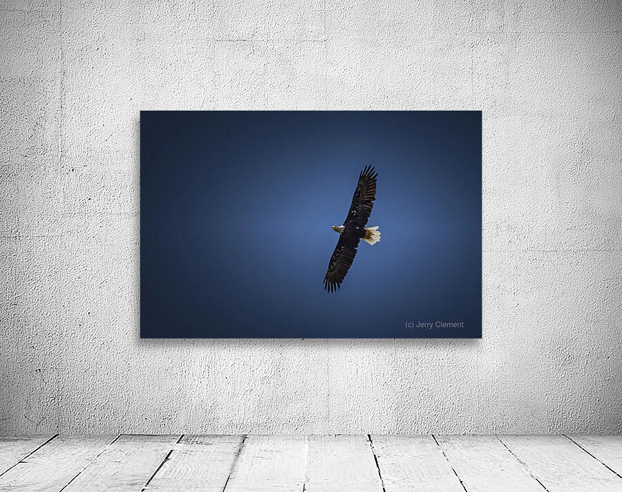 Soaring Bald Eagle Wall Preview
