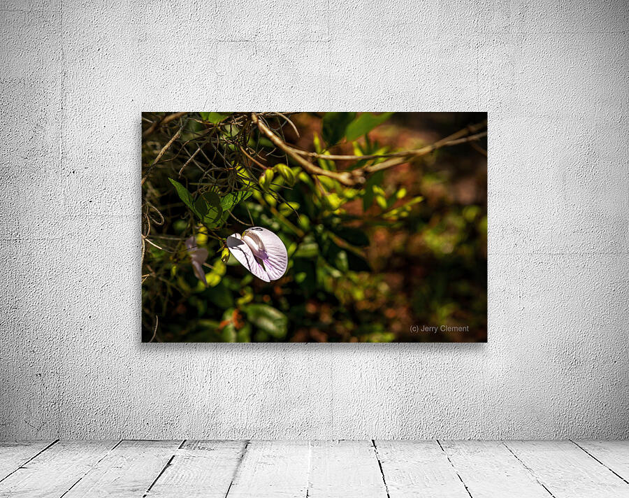 Butterfly Pea Wall Preview