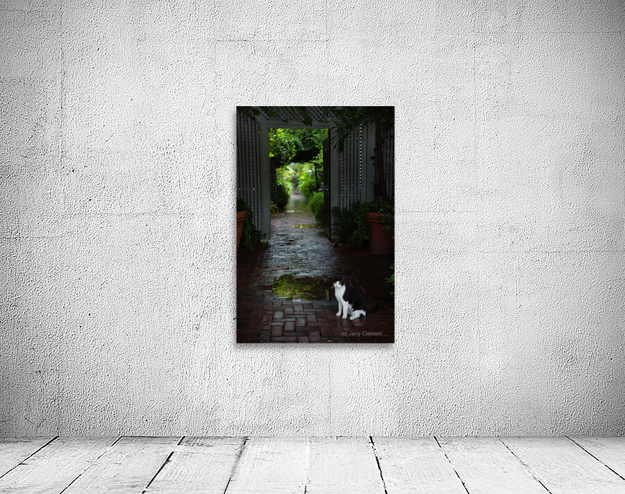 Cat at the Gate Wall Preview