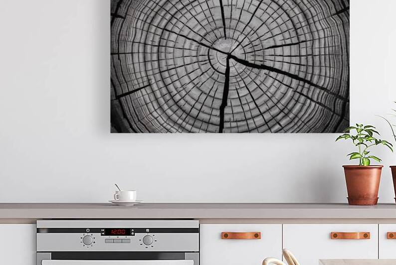 A cross section of a tree trunk 4 by Florin Harsan