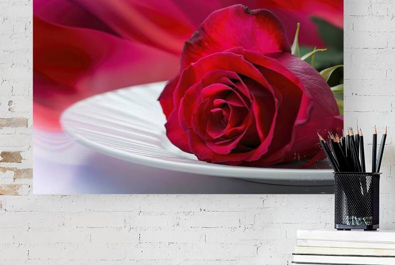 A stunning close up of a lush vibrant red rose re by Florin Harsan