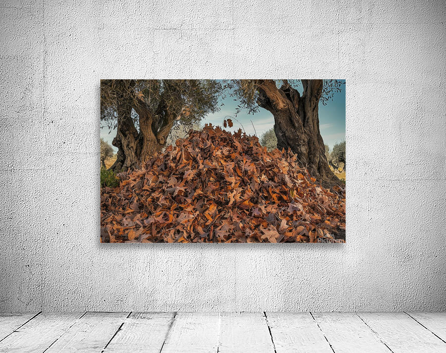 fallen autumn leaves from olive trees 1 by Florin Harsan Wall Art