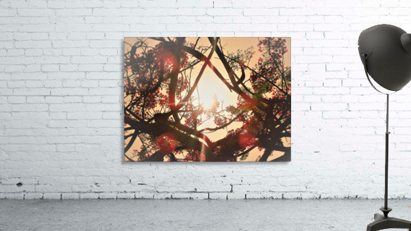 Sunlight Filtered by Tree Wall Preview