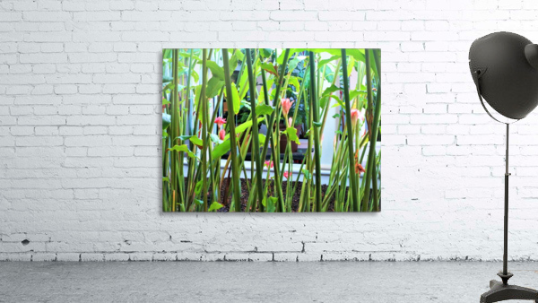 Plants Abstracted Wall Preview