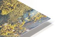 Ocean life HD Metal print