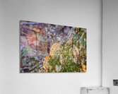 Turkey Tail Acrylic Print
