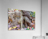 Roots Acrylic Print