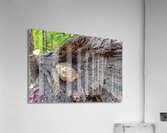 I See You Acrylic Print