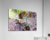 Rock in Tree Acrylic Print