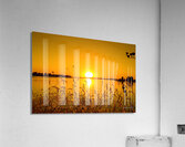 Looking Through the Grass Acrylic Print