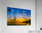 Through the Weeds Acrylic Print