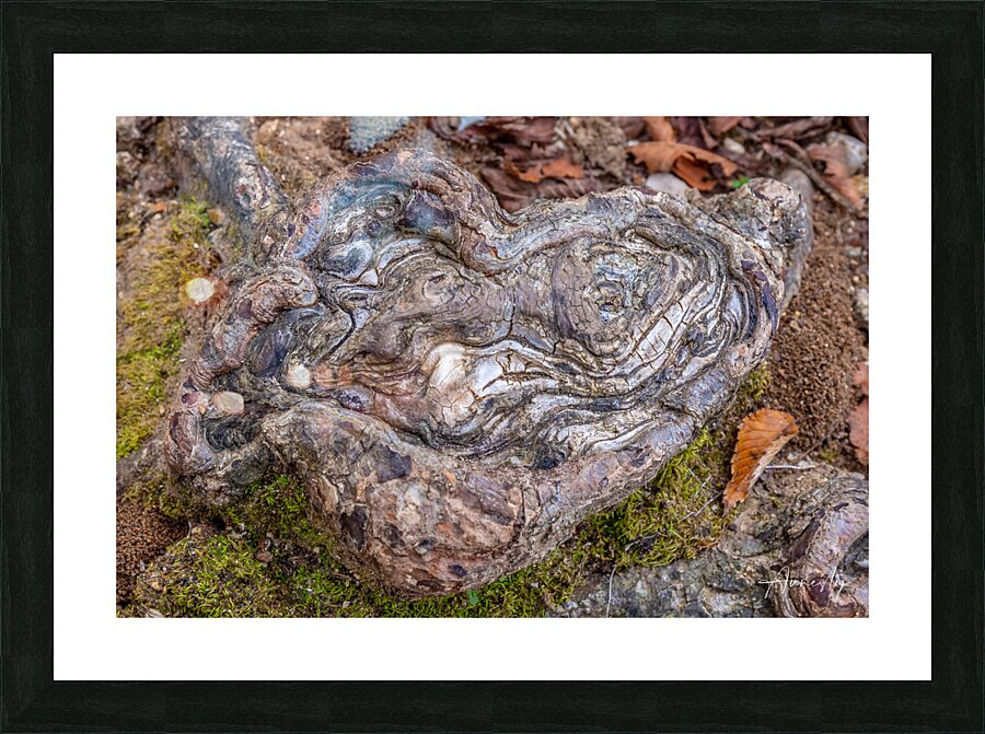 Natures Prints Picture Frame print