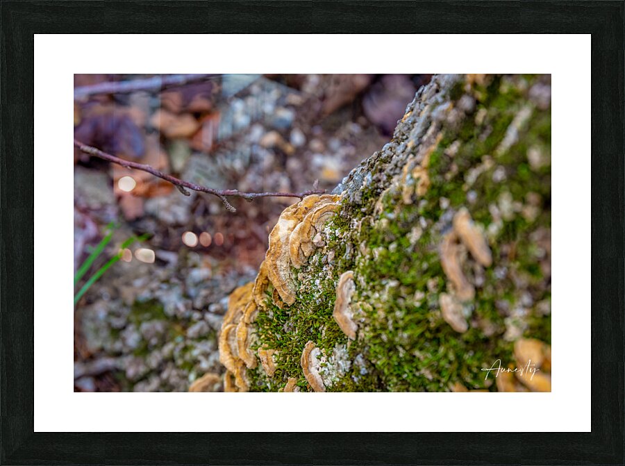 Turkey Tail Picture Frame print
