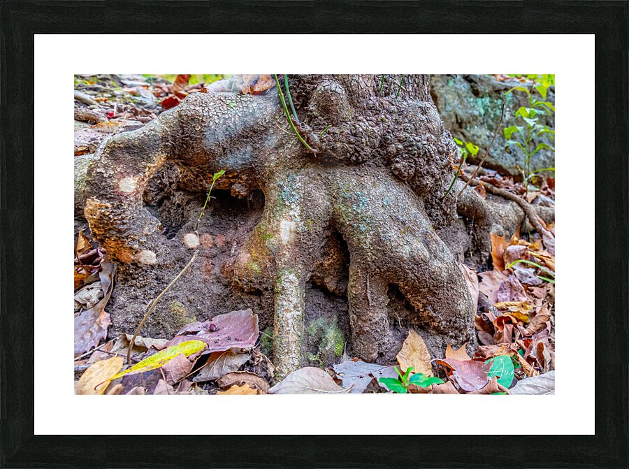 Roots Picture Frame print