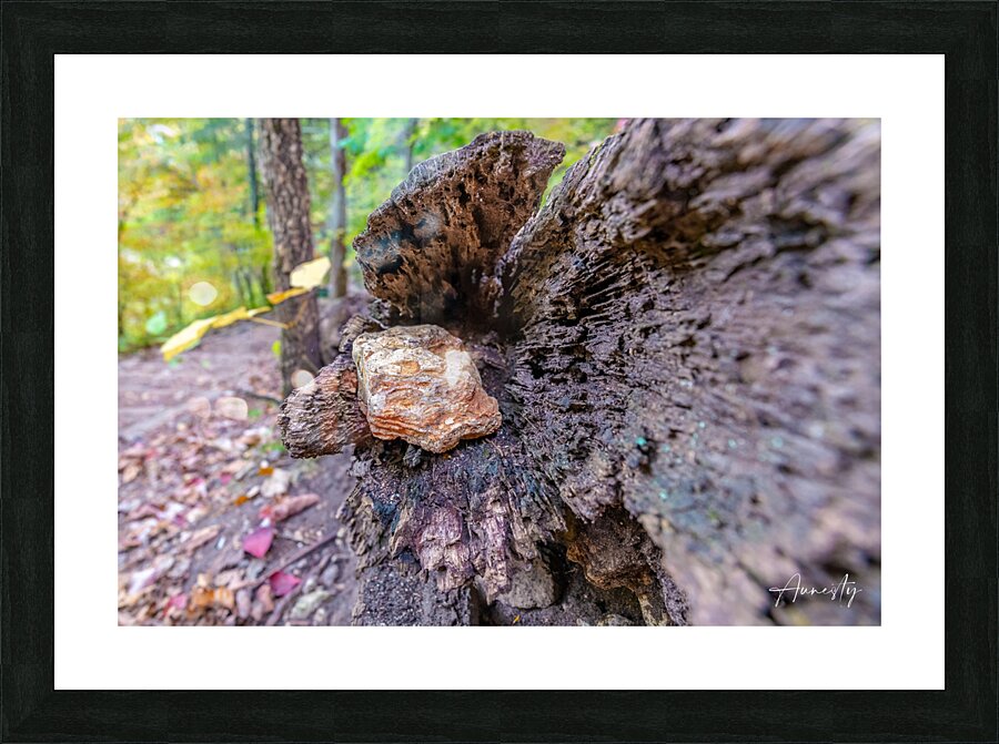 Rock in Tree Picture Frame print